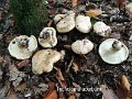Tricholoma acerbum-amf1847-1